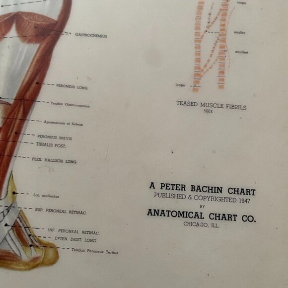 VintaPeter Bachin Anatomical Charts The Skeletal System Laminated 20 x 24 Gromet - Picture 4 of 5